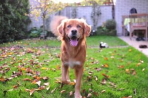 Labsky ou huskador: tudo sobre essa raça