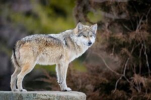 Por que o lobo-mexicano está em perigo de extinção?