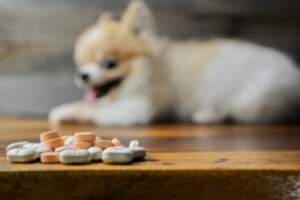 Metoclopramida para cães: dosagem e contraindicações