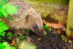 O que os ouriços terrestres comem?