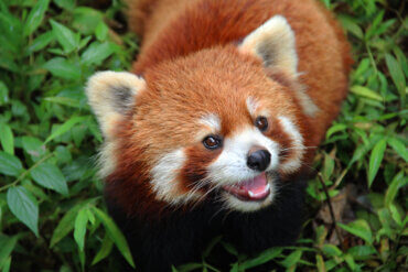 Por que o panda-vermelho está em perigo de extinção?
