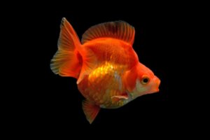 Características dos peixes japoneses