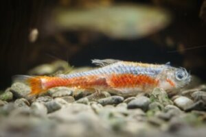 Meu peixe está uma camada branca no corpo: o que é isso?