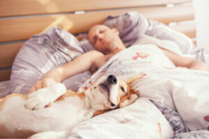 É saudável dormir com seu cachorro?