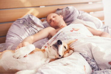 É saudável dormir com seu cachorro?