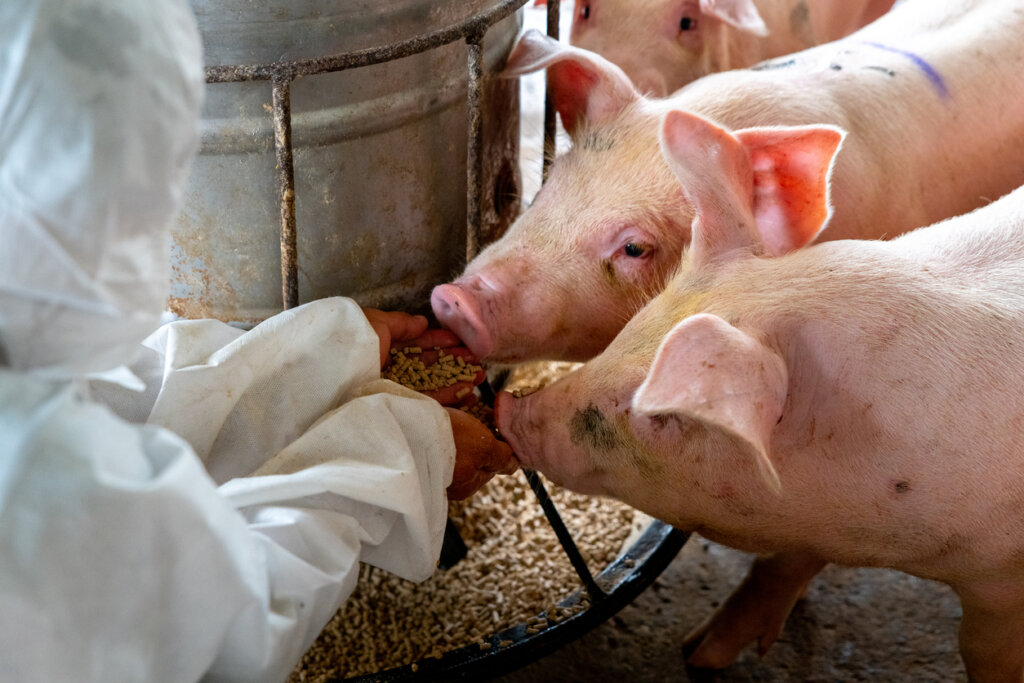 10 raças de porcos e suas características - Meus Animais