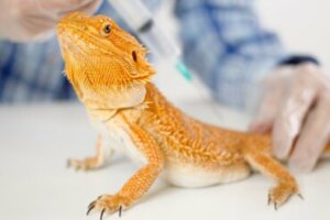 Prolapso cloacal em répteis: sintomas e tratamento