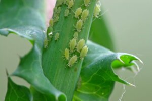 Como eliminar pulgões das plantas?