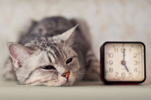 Por que meu gato não quer brincar?