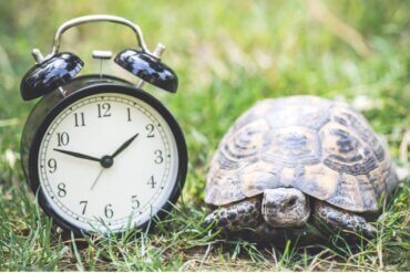Quantos anos vive uma tartaruga doméstica?