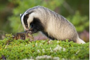 Alimentação do texugo
