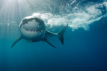 Como os tubarões caçam?