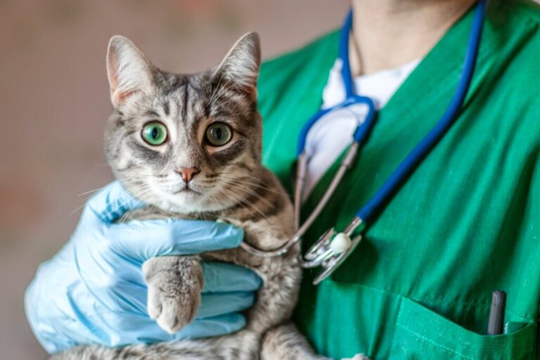 Prolapso retal em gatos: causas, sintomas e tratamentos