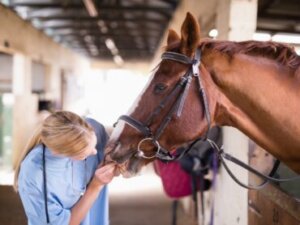 Distúrbios metabólicos de cavalos