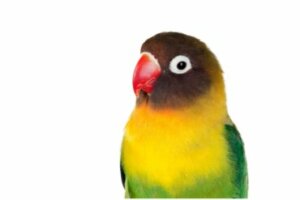 11 curiosidades sobre agapornis