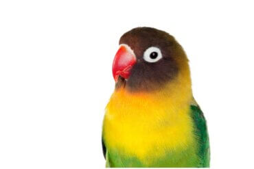 11 curiosidades sobre agapornis