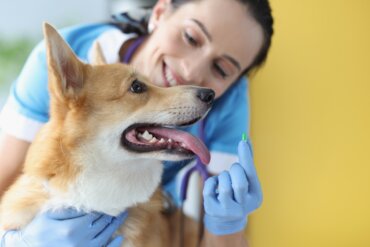 Alopurinol para cães: dosagem e efeitos colaterais