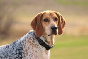 American english coonhound: tudo sobre essa raça
