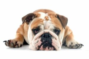 Doenças mais comuns no bulldog inglês