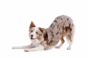 Meu cachorro se alonga muito: por quê?