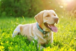 Doenças que os mosquitos transmitem aos cães