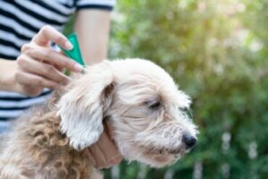 Como tirar pulgas de um cachorro?