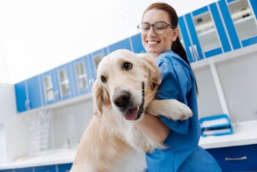Aplasia medular em cães: sintomas e tratamento