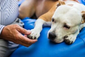 Diferenças entre artrite e artrose em cães