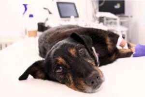 O que é um enfisema em cães?