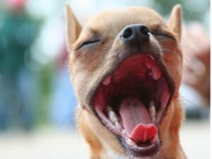 Esofagite em cães: sintomas e tratamento