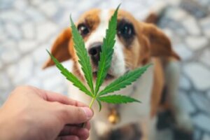 Os animais podem ficar viciados em substâncias?