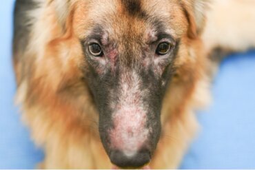 Infecção fúngica em cães: causas, sintomas e tratamentos