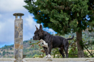 120 nomes gregos para cães machos