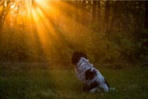 Os cães vão para o céu?