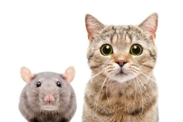 Doenças que os ratos transmitem aos gatos