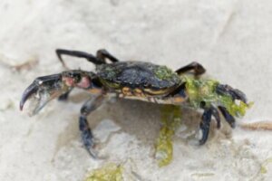 Características do caranguejo Carcinus maenas: uma espécie invasora