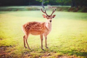 Cervo-sika: habitat e características