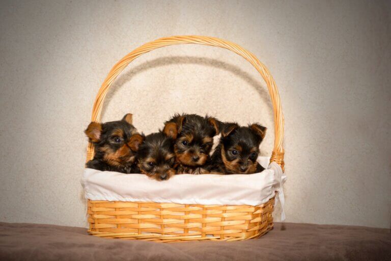 17 coisas que um filhote precisa