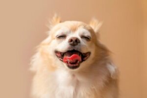 Com que idade um cão chihuahua para de crescer?