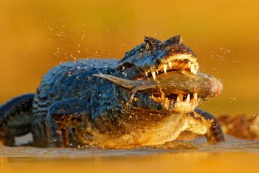 Crocodilos: de que se alimentam?