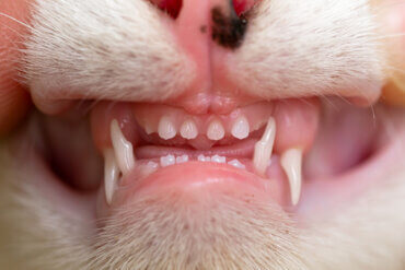 Quantos dentes um gato tem?