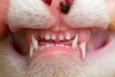 Quantos dentes um gato tem? - Meus Animais