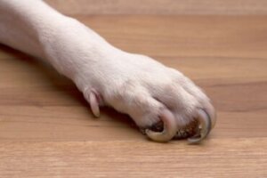 Devo operar os esporões do meu cachorro?