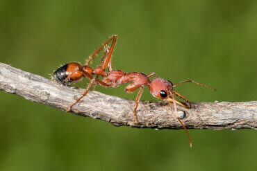 As formigas picam ou mordem?
