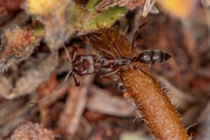 Formigas-do-estalo: habitat e características