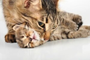 Por que as gatas carregam os filhotes?