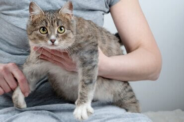 Distocia em gatas: causas, sintomas e tratamento