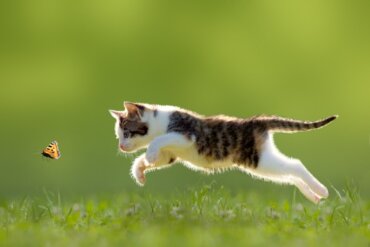 Com qual idade os gatos aprendem a caçar ratos?