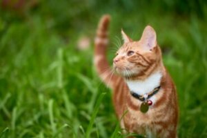 Meu gato balança o rabo: o que isso significa?