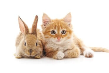 Gatos e coelhos podem viver juntos?